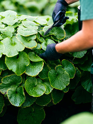 Wasabi Leaf Tea (tisane) health benefits