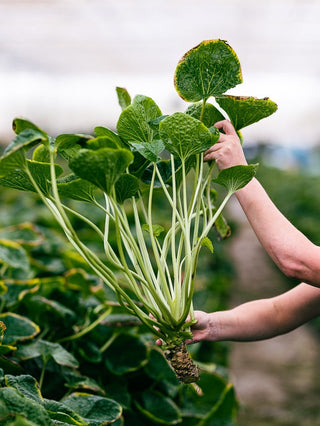 New, Tasmanian grown tea with a twist! Wasabi Leaf Tea is healthy and delicious