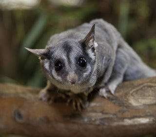 Sugar Glider Blend Rooibos and….Did you know they arent native to Tasmania!?
