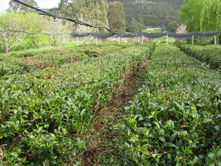 Does tea grow in Tasmania? Yes!