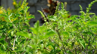 TULSI growing in a garden