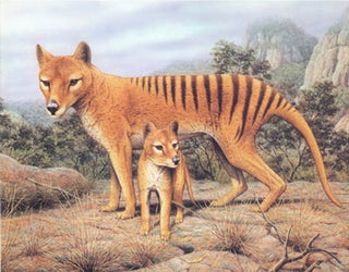 Tasmanian Tiger x 2