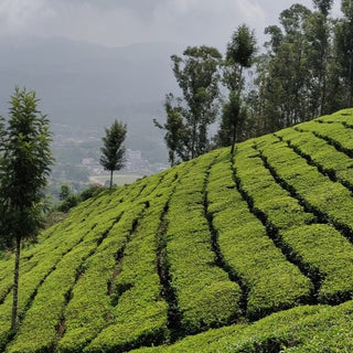 Darjeeling tea plantation