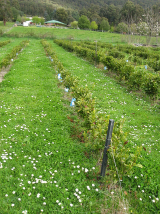 Tasmanian Tea early days