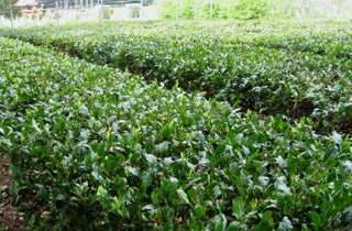 TasmanianGreenTea_plantation