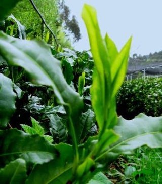 TasmanianTea_new leaves