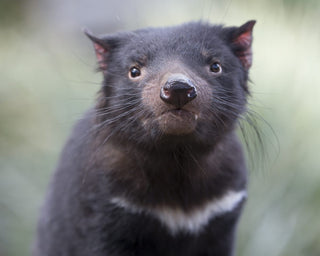 Tasmanian Devil